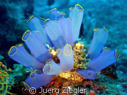 "Flowers in the Deep Sea" - Beautiful Soft Corlas  by Juerg Ziegler 